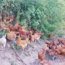 자연농장 이미지