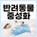 강아지 중성화 수술 비용 및 체크 리스트 꼭 확인하세요!