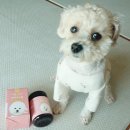 발발펫 네이버블로그