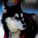 카리스마 이미지