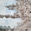 ㈜이마트안성점 | 가빈쌤과 봄꽃사진찍기 스마트폰사진 공부 실습 실전 수업 안성 벚꽃길따라