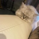 블리 블리 이미지