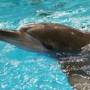 돌고래 이미지