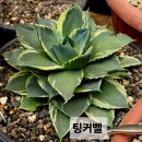 팅커벨 - 종로구 종로 266 | 팅커벨