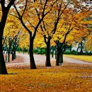 마로니에길 이미지