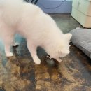 살롱드삐삐 이미지