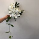 오블리 이미지