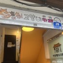 나무 밑 고양이 | 행궁동 고양이 카페 행궁 묘연. 애기 고양이들이 많고 귀여워요