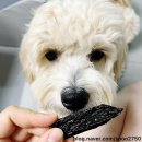 경상독 | 강아지수제간식 반려견간식 경상독 소간 추천