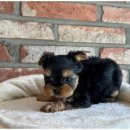 도그마루 이미지