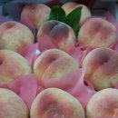 박씨농장 이미지