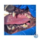 마루치과병원 | 안양 강아지 치과, 강아지 스케일링과 치은종 제거 수술 후기