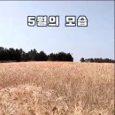 제주 황금보리와 메밀꽃밭을 볼 수 있는 항파두리 항몽유적지 이미지