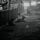 고병기동물병원 이미지