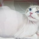 이쁘냥 고양이미용실 서대문점 이미지