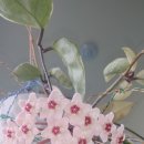 호야모터스 이미지