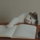 영어(온라인) 이미지