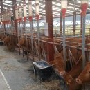 대산가축 이미지