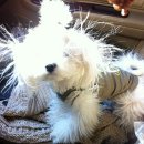 꽃개 하우스 이미지