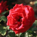 장미원입구 이미지