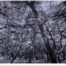 배동삼릉 티스토리