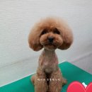 멍이가 웃통벗는날 이미지