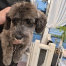 오늘DOG예쁨 이미지