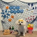 딩동댕독 이미지