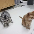 고양이 합사 과정 싸움 하악질 스트레스 없이 성공하기