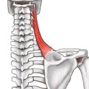 피앤피짐 이미지
