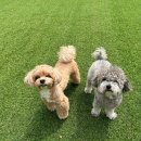 헬로우버디 이미지
