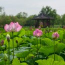 삼락공원, 연꽃 나들이 이미지