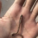 아재참치 이미지