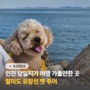 노랑등대 앞 | 인천 당일치기 가볼만한곳 팔미도 유람선 서울 근교 애견동반 강아지 여행 후기