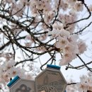 군산월명종합경기장 | [러닝] 벚꽃 아래 달린 군산새만금 마라톤10K 완주