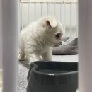 러브미독 이미지