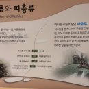꽁이 이미지