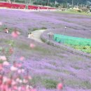 용일이네