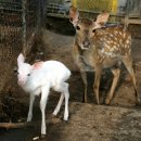 군포사슴목장 이미지