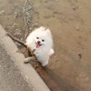 댕댕이네 이미지