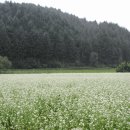 효석문학100리길 제1구간 | [한강기맥 분기]—주왕지맥 강원도 평창 〈백적산(白積山〉