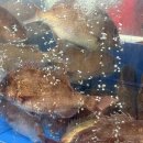 국도25호선 | [서울] 가락시장 현지인이 추천하는 유명한 방어횟집 리스트 +내돈내산 객관적평가 온달수산 방문후기