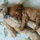 러블리펫 이미지