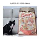 정글몬스터 모모의크런치백 활용도 높고 도파민 폭발하는 고양이숨숨집