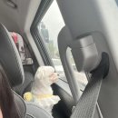 마이웨이 비발디 관광펜션 | 즐거운 태안 여행 (hbd 감자!) / 펫니스태안 후기