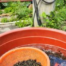 동강 다슬기 이미지