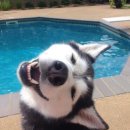 웃는강아지 이미지