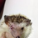 아마존동물병원 이미지