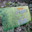 우성댓잎 이미지