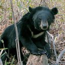 호랑이와 반달곰 이미지